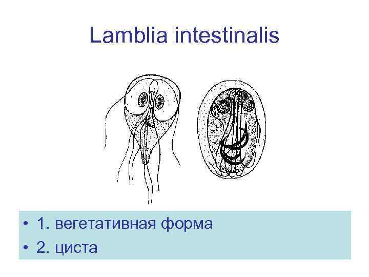 Lamblia intestinalis • 1. вегетативная форма • 2. циста 
