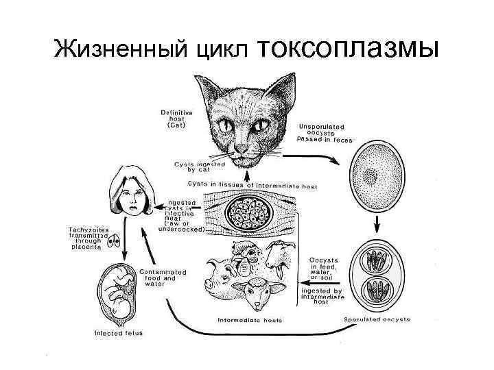 Жизненный цикл токсоплазмы схема