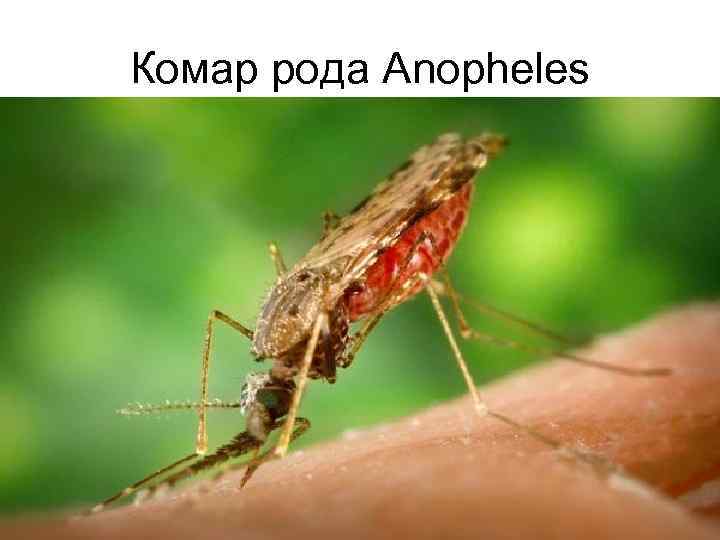 Комар рода Anopheles 