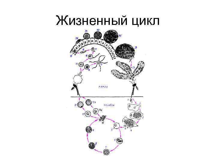 Жизненный цикл 