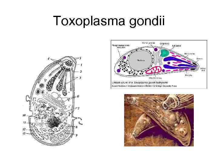 Toxoplasma gondii 
