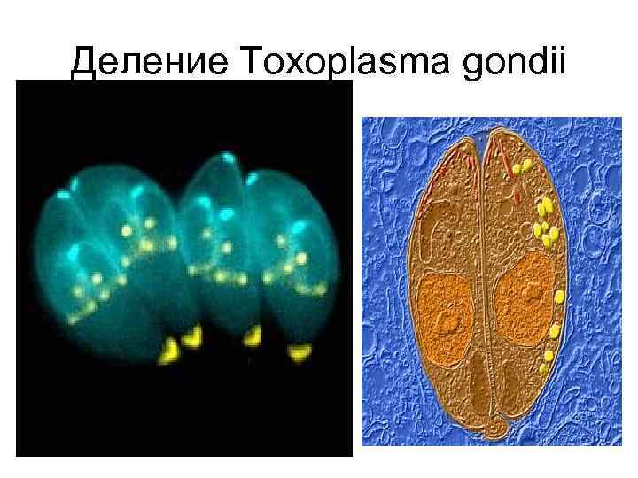 Деление Toxoplasma gondii 
