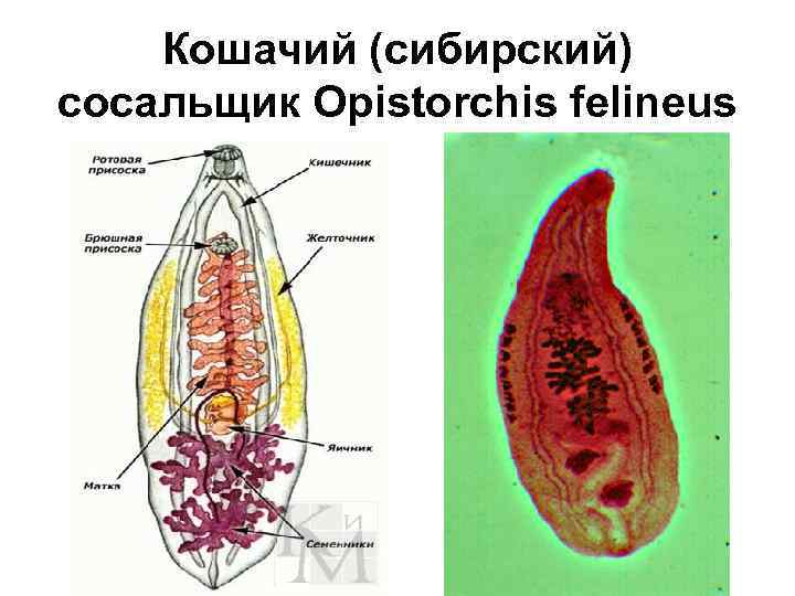 Кошачий (сибирский) сосальщик Opistorchis felineus 