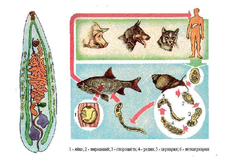 Жизненный цикл кошачьего сосальщика рисунок