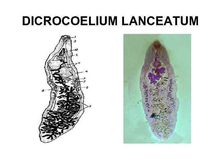 DICROCOELIUM LANCEATUM 