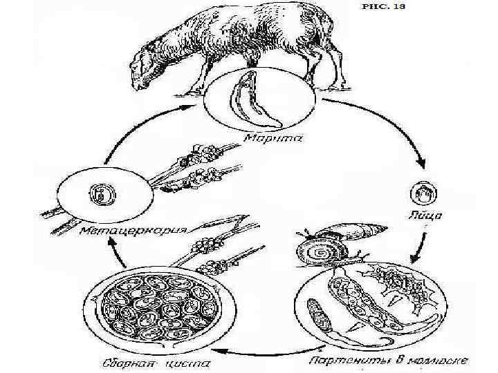 Жизненный цикл легочного сосальщика схема