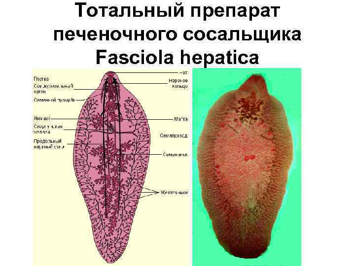 Тотальный препарат печеночного сосальщика Fasciola hepatica 