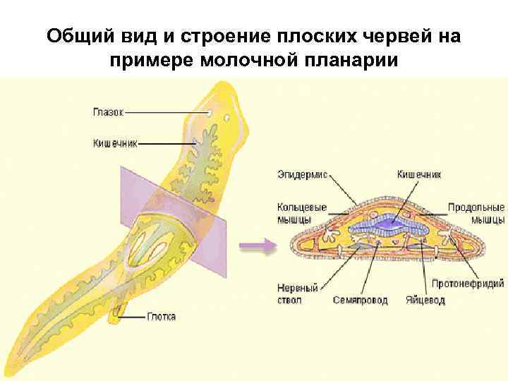 Общий вид и строение плоских червей на примере молочной планарии 