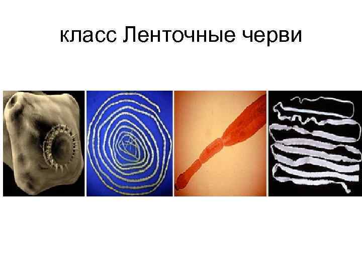 класс Ленточные черви 