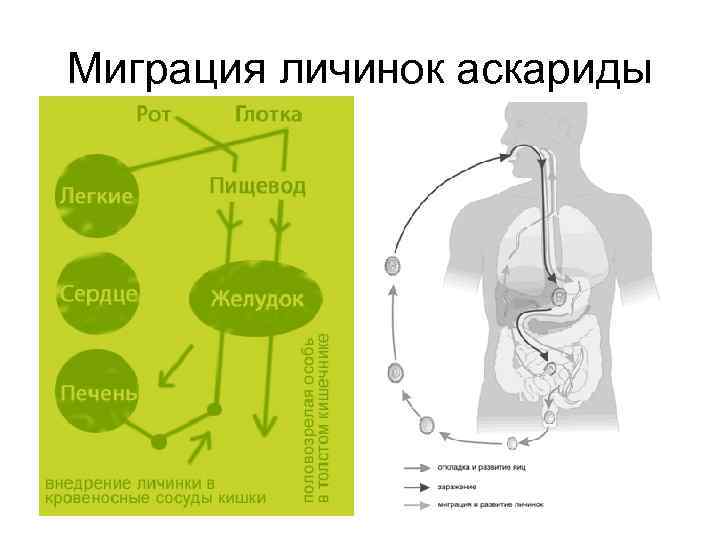 Миграция личинок аскариды 