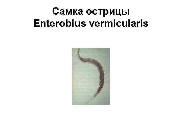 Самка острицы Enterobius vermicularis 