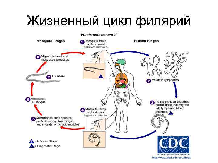 Жизненный цикл филярий 