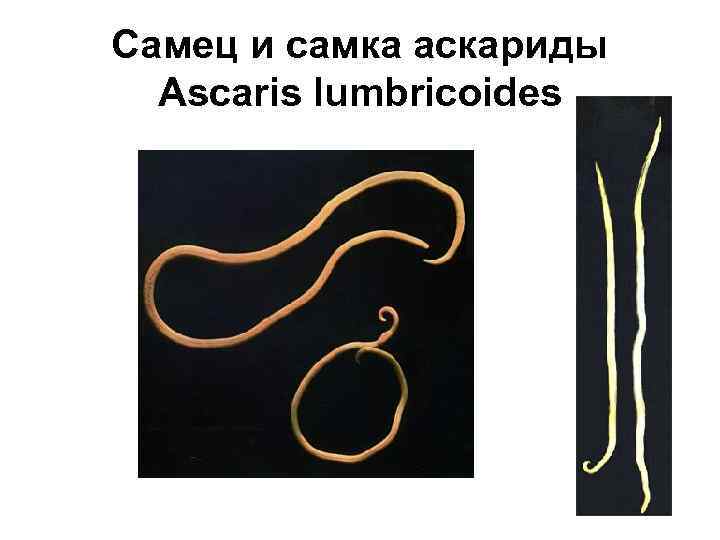 Самец и самка аскариды Ascaris lumbricoides 