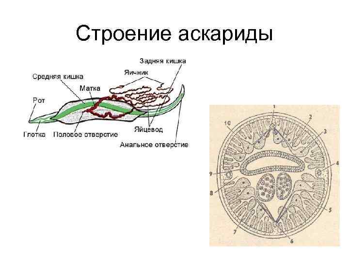 Круглые черви схема