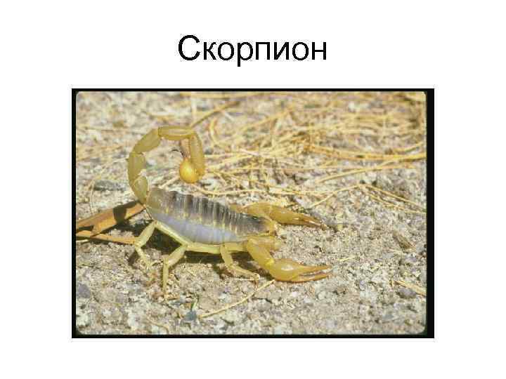 Скорпион 