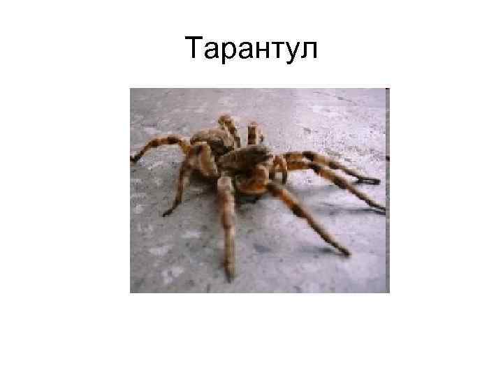 Тарантул 