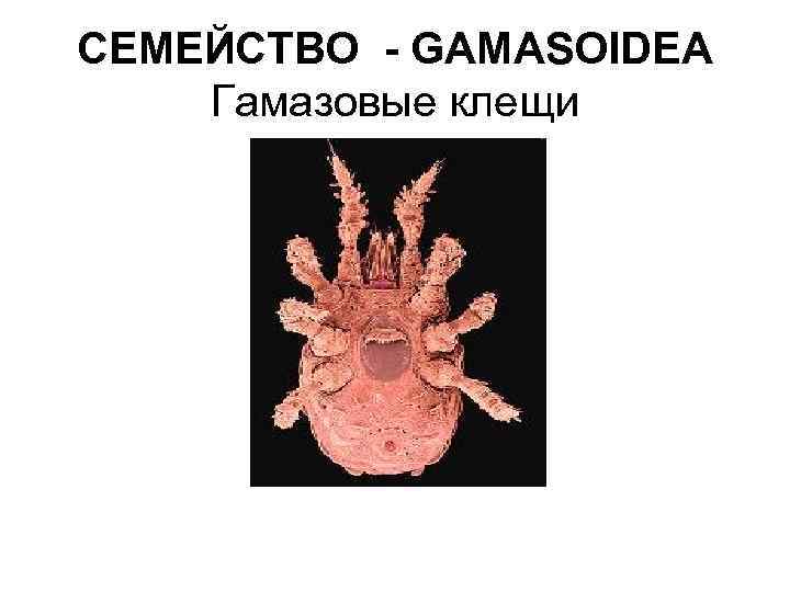 СЕМЕЙСТВО - GAMASOIDEA Гамазовые клещи 