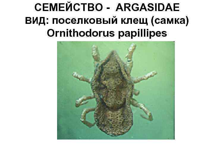 СЕМЕЙСТВО - ARGASIDAE ВИД: поселковый клещ (самка) Ornithodorus papillipes 