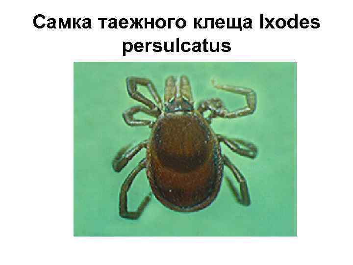 Самка таежного клеща Ixodes persulcatus 