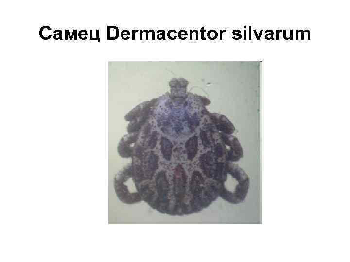 Самец Dermacentor silvarum 