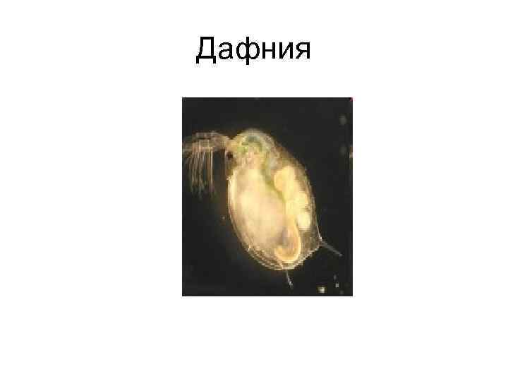 Дафния 