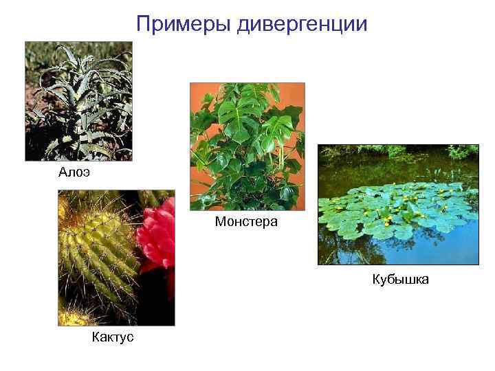 Примеры дивергенции Алоэ Монстера Кубышка Кактус 
