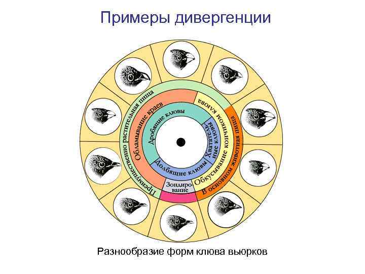 Примеры дивергенции Разнообразие форм клюва вьюрков 