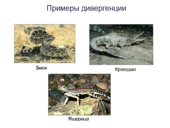Примеры дивергенции Змея Крокодил Ящерица 