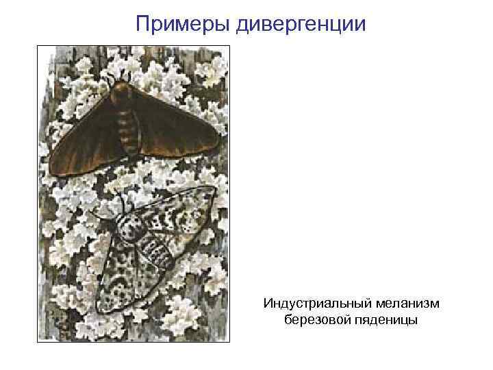 Примеры дивергенции Индустриальный меланизм березовой пяденицы 