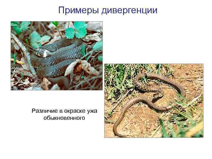 Примеры дивергенции Различие в окраске ужа обыкновенного 