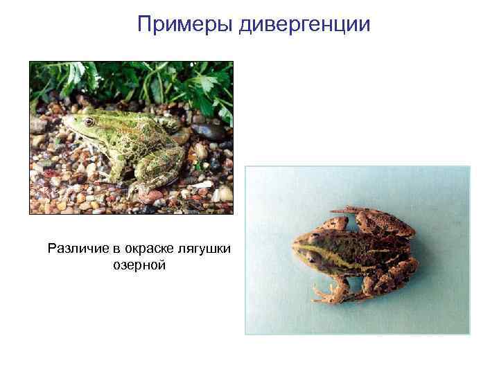 Примеры дивергенции Различие в окраске лягушки озерной 