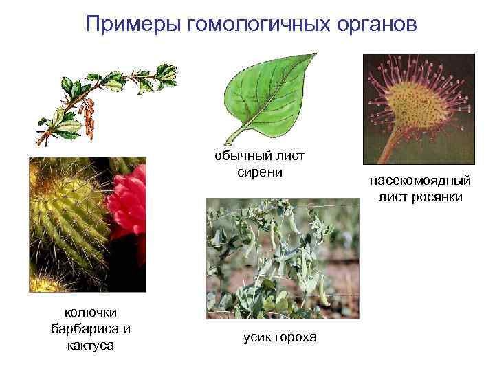 Примеры гомологичных органов обычный лист сирени колючки барбариса и кактуса усик гороха насекомоядный лист