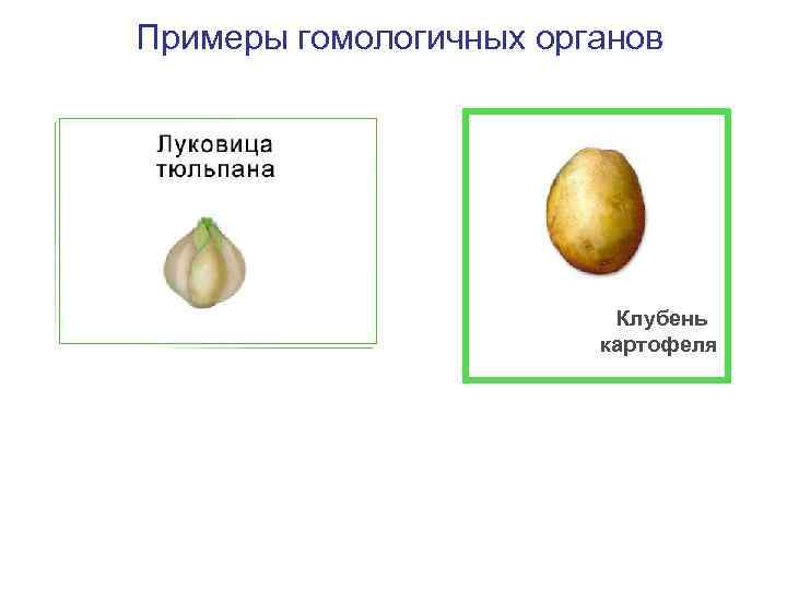 Примеры гомологичных органов Клубень картофеля 