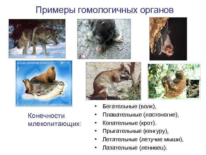 Примеры гомологичных органов Конечности млекопитающих: • • • Бегательные (волк), Плавательные (ластоногие), Копательные (крот).