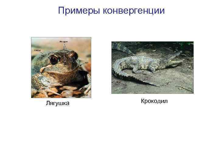 Примеры конвергенции Лягушка Крокодил 