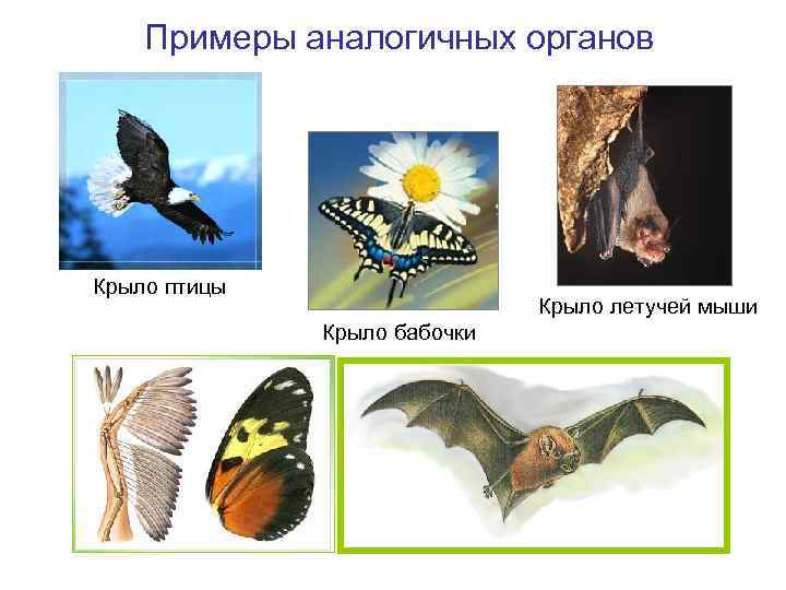 Примеры аналогичных органов Крыло птицы Крыло летучей мыши Крыло бабочки 