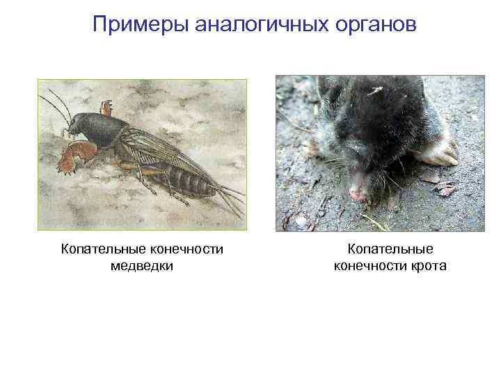 Примеры аналогичных органов Копательные конечности медведки Копательные конечности крота 
