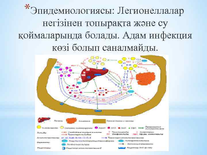 *Эпидемиологиясы: Легионеллалар негізінен топырақта және су қоймаларында болады. Адам инфекция көзі болып саналмайды. 