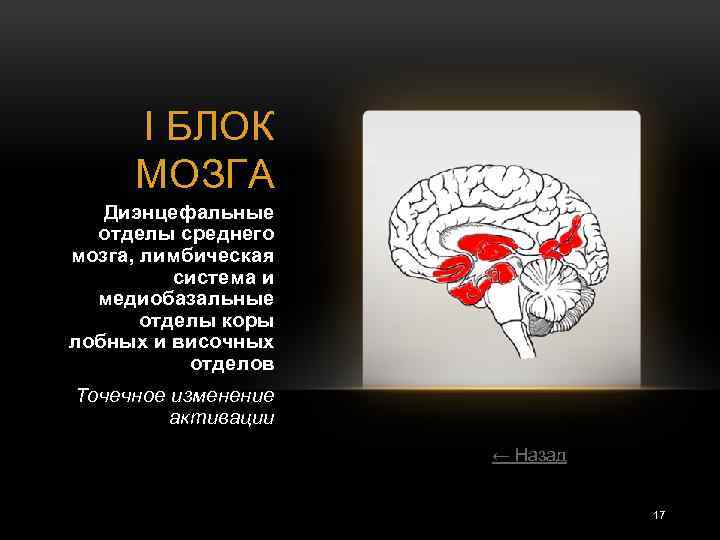 I БЛОК МОЗГА Диэнцефальные отделы среднего мозга, лимбическая система и медиобазальные отделы коры лобных