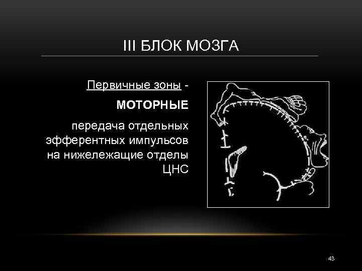 III БЛОК МОЗГА Первичные зоны МОТОРНЫЕ передача отдельных эфферентных импульсов на нижележащие отделы ЦНС