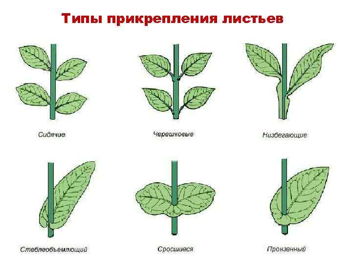 Типы прикрепления листьев 