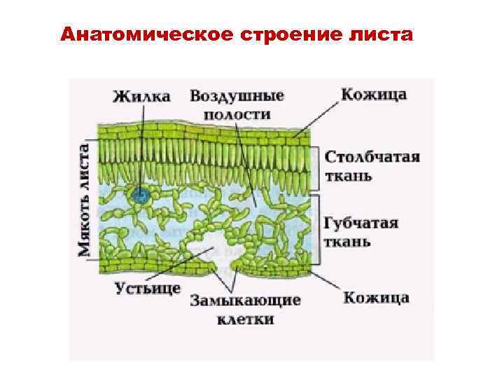 Анатомическое строение листа 