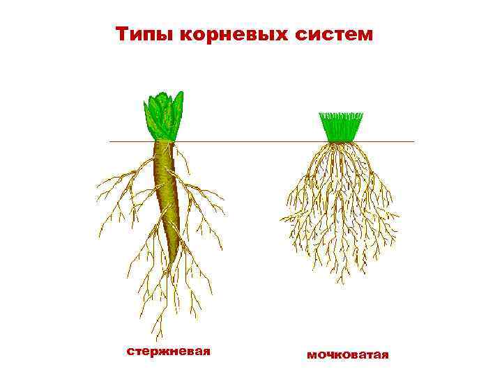 Типы корневых систем стержневая мочковатая 