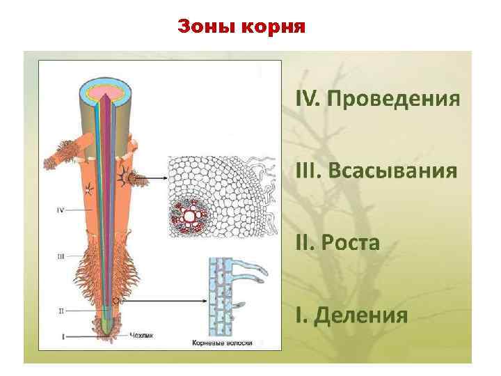 Зоны корня 