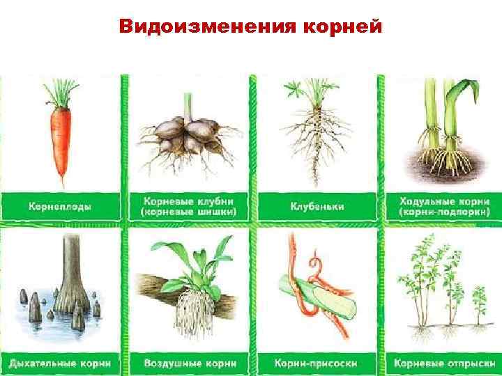 Видоизмененные корни 6 класс. Видоизменения корневой системы растений.