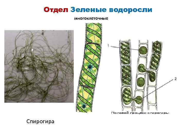 Спирогира многоклеточная. Строение клетки спирогиры. Конъюгация водоросли спирогиры. Вегетативное размножение спирогиры.