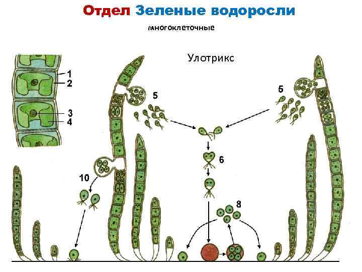 Отдел Зеленые водоросли многоклеточные Улотрикс 