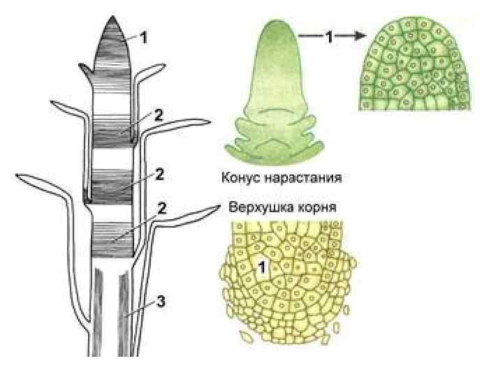 Презентация строение стебля 6 класс фгос пасечник