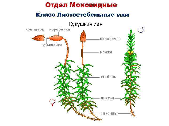 Отдел Моховидные Класс Листостебельные мхи Кукушкин лен 