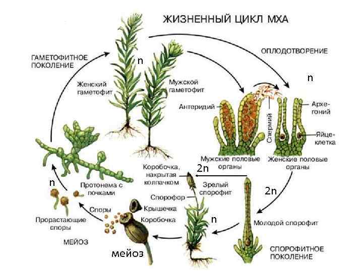 Рассмотрите изображение растений горох посевной ламинария страусник подпишите их названия